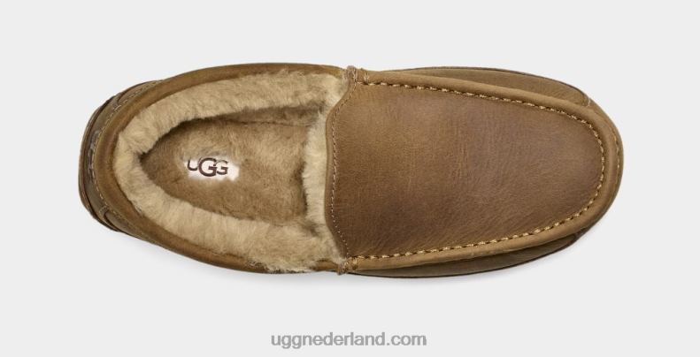 Heren bruinen UGG ascot mat leer 686ZP1504