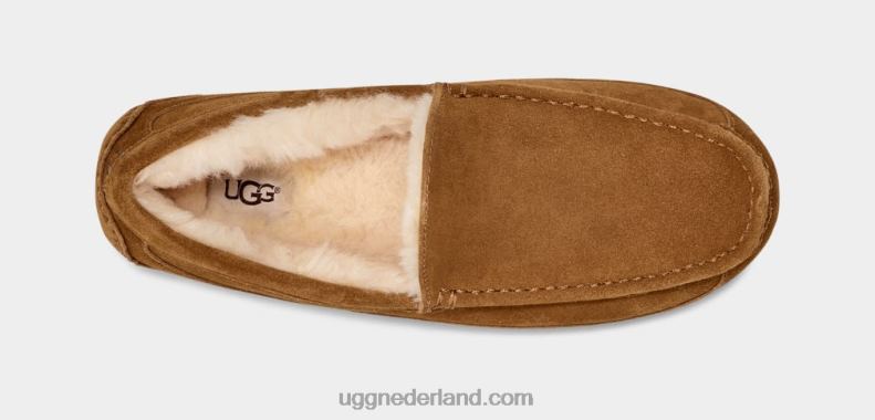 Heren kastanje UGG ascot pantoffel 686ZP1421